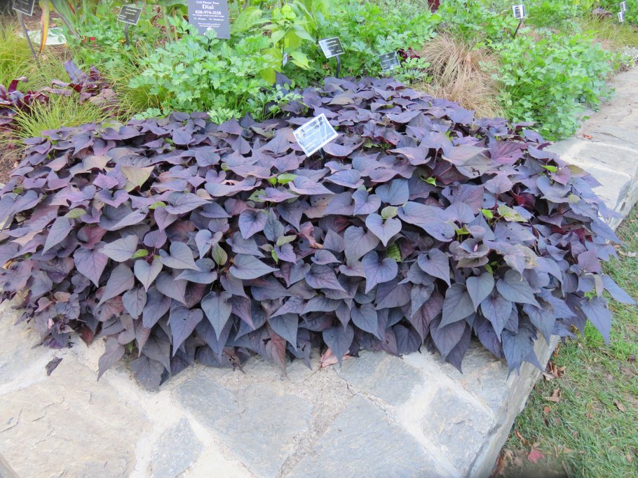 Ипомея батат рассада