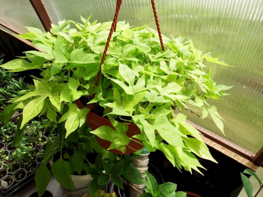 Ипомея батат Бургундия