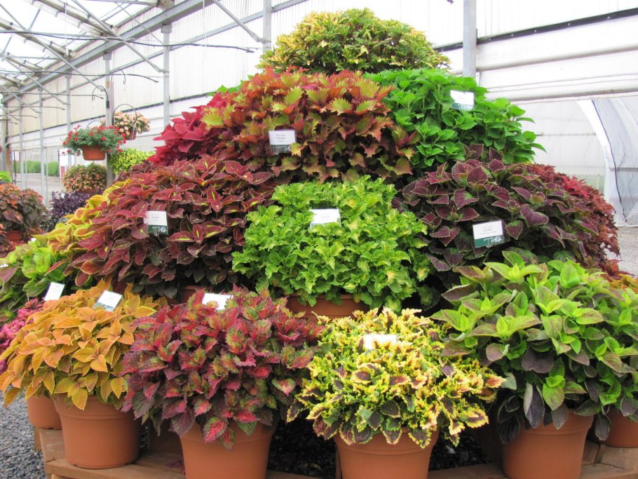 Батат и колеус