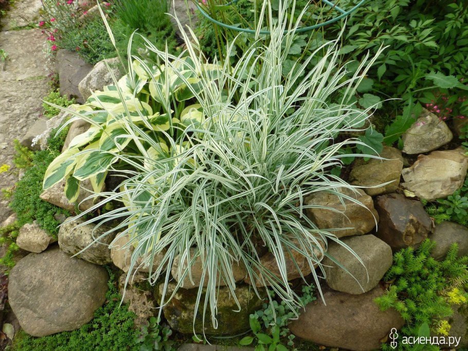 Райграс бульбоносный variegatum