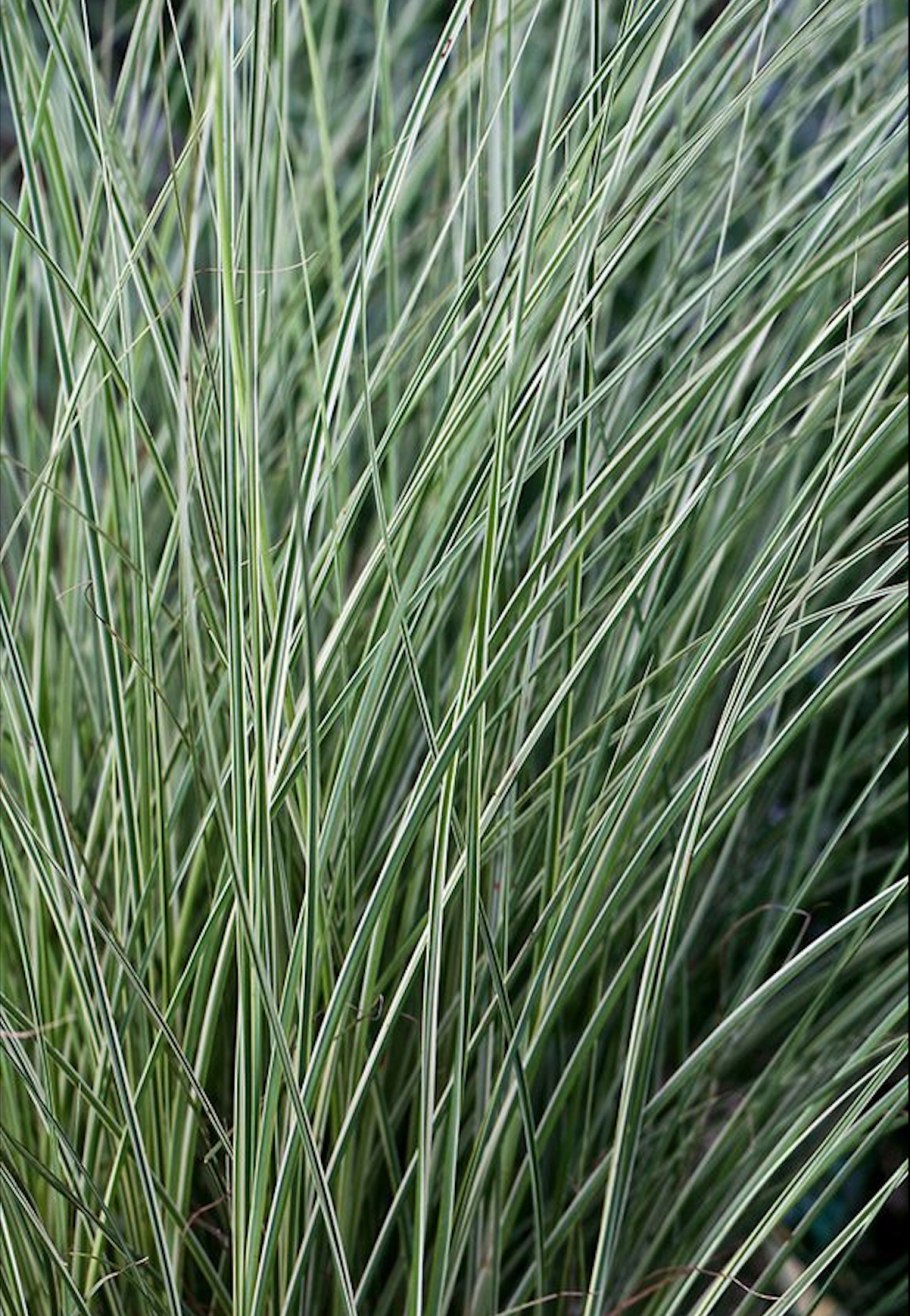 Колосняк (Элимус) песчаный