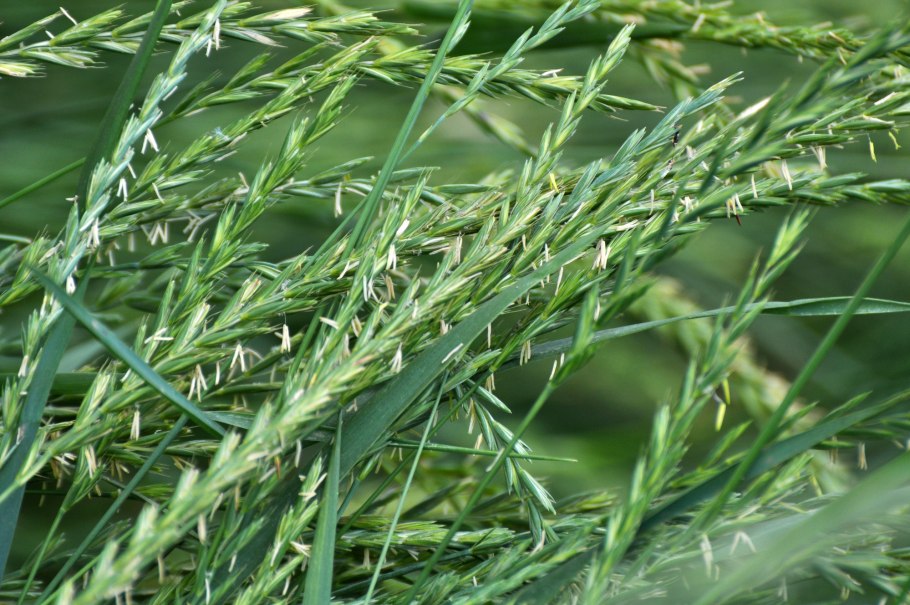 Куст травы Осока