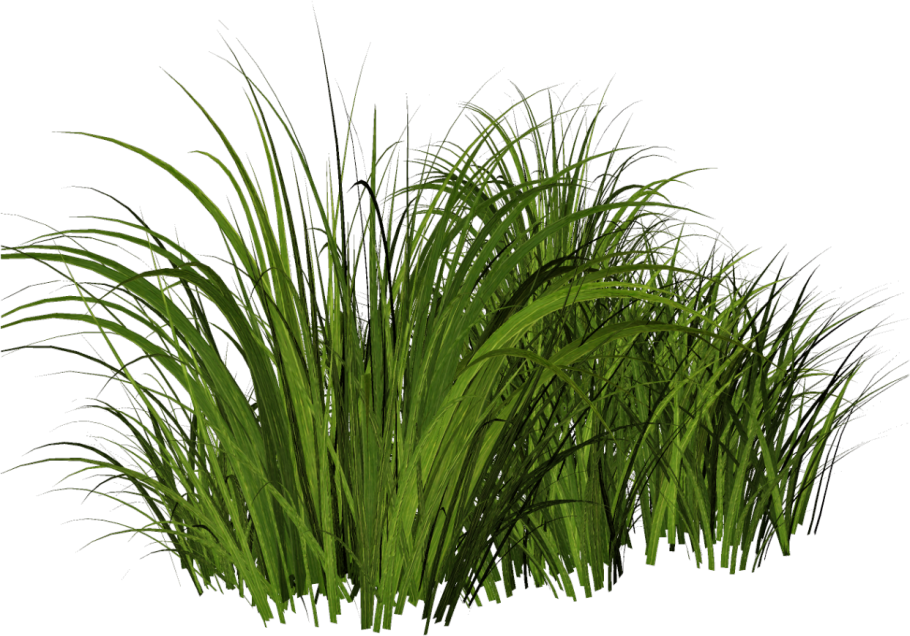 Райграс пастбищный