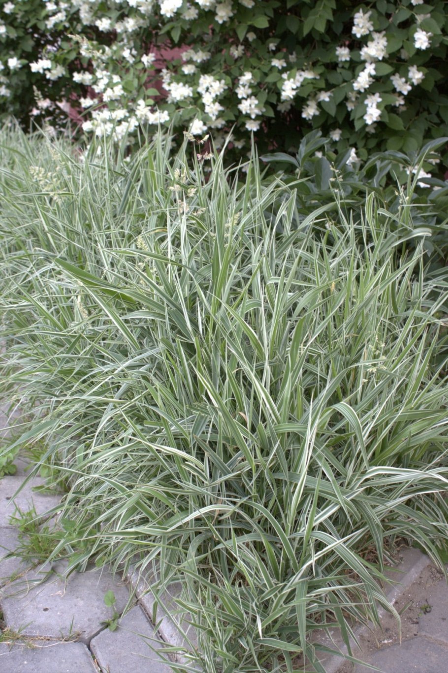 Пырей белый