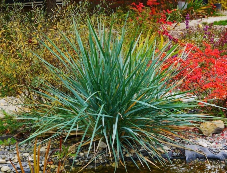 Фалярис канареечник