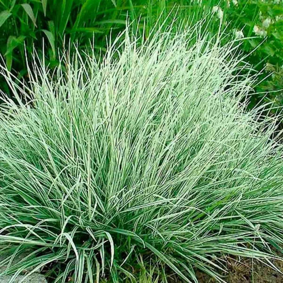 Полевица волосовидная