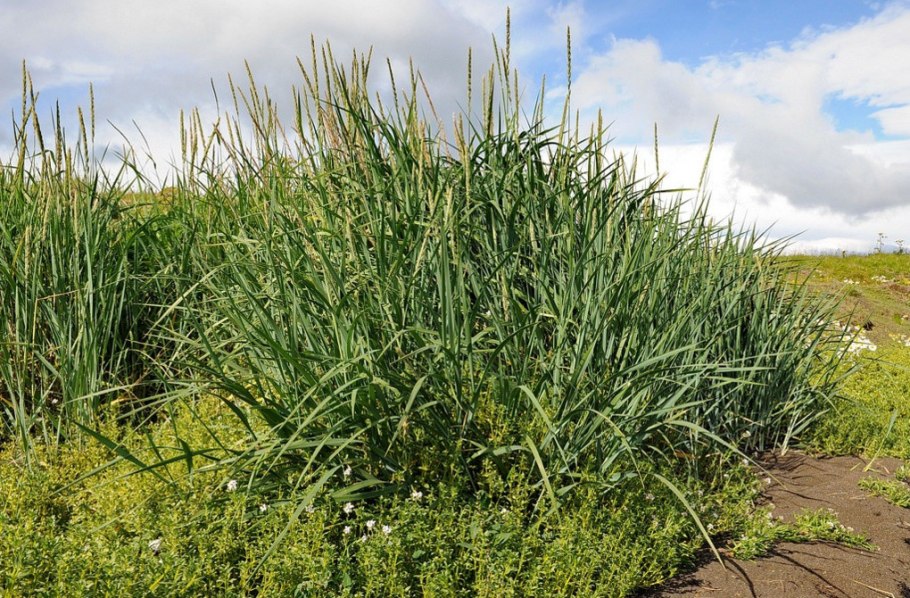 Императа 'Red Baron'