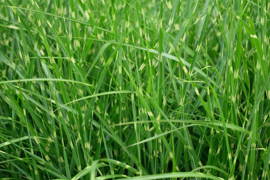 Ростки пшеницы