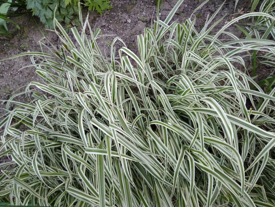 Фалярис канареечник