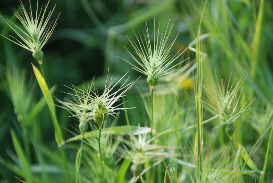 Aegilops speltoides