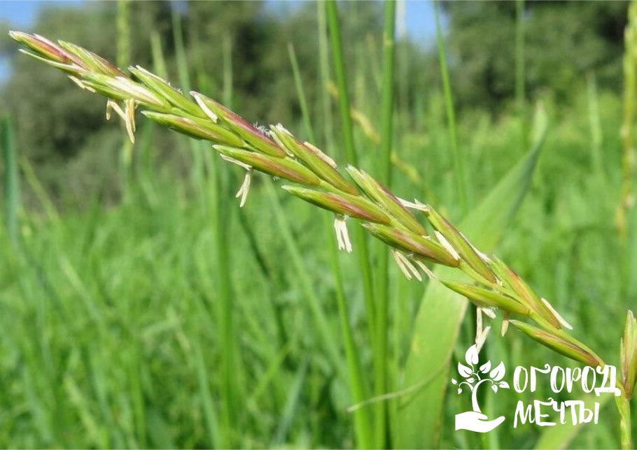 Мятлик Луговой сорняк