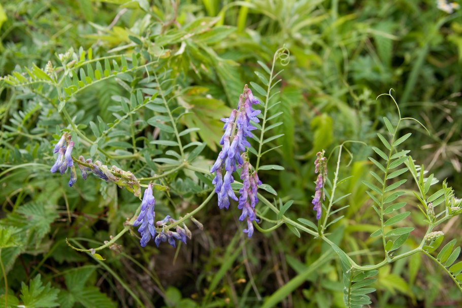 Горошек мышиный (Vicia cracca)