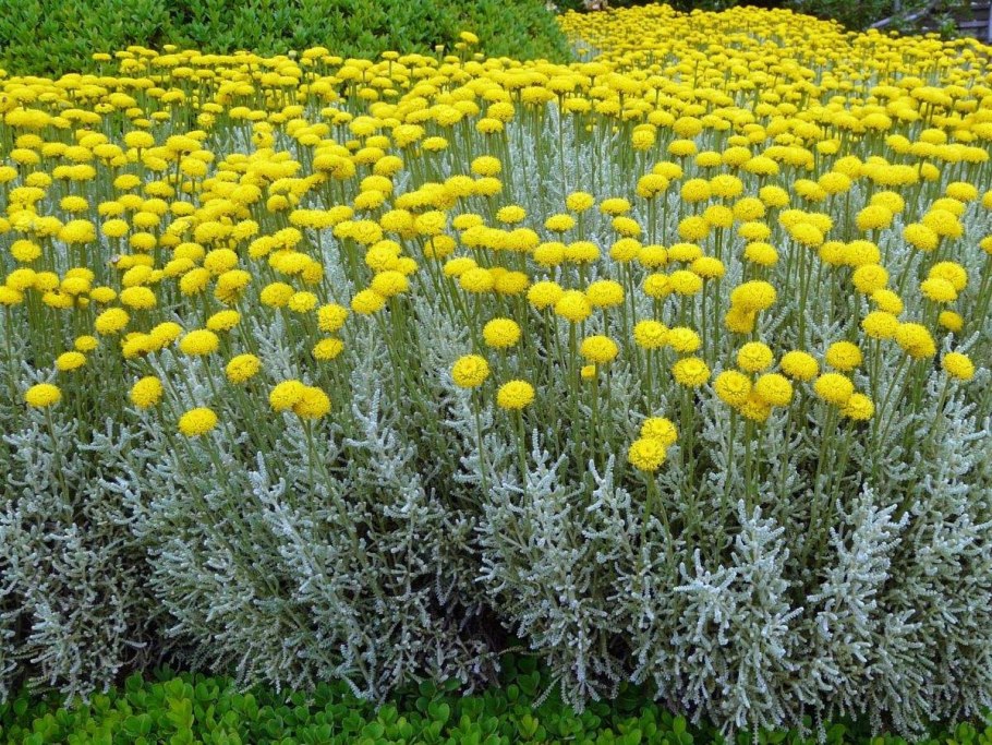 Сантолина сизая