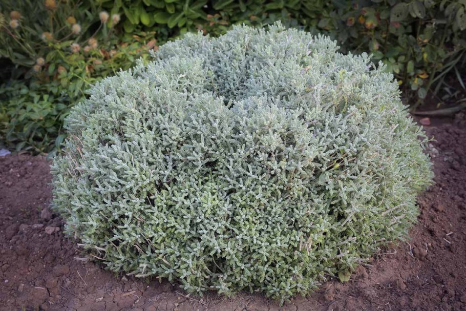 Сантолина вечнозеленая