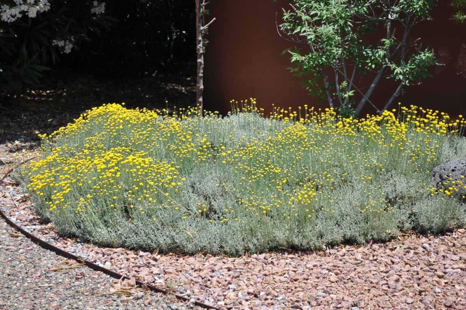 Сантолина Санта