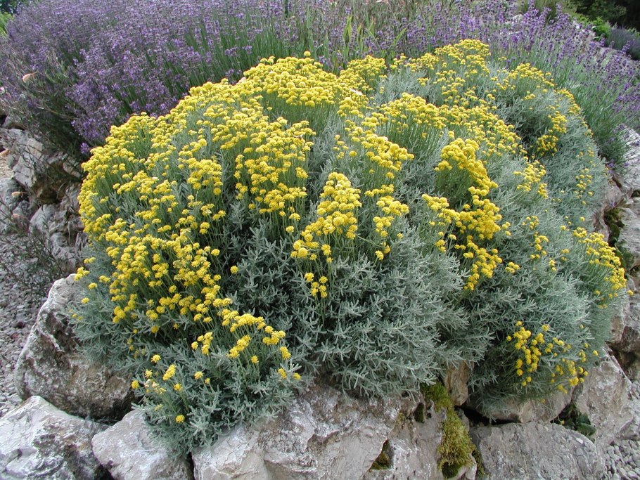 Сантолина кипарисовидная (серебристая) 'Санта'