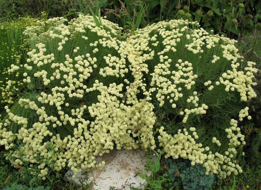 Сантолина кипарисовидная