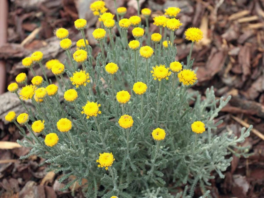 Сантолина розмариновая