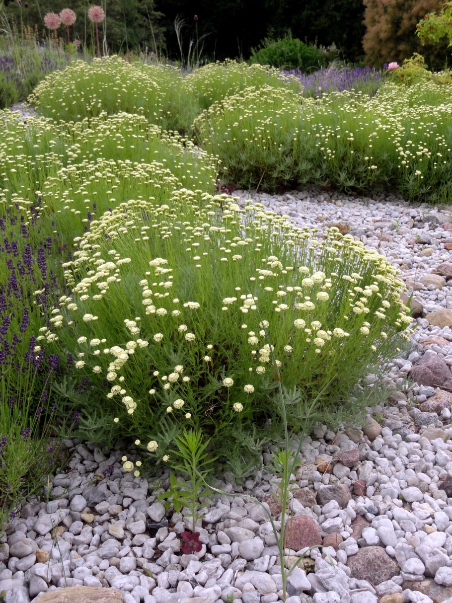 Сантолина кипарисовидная