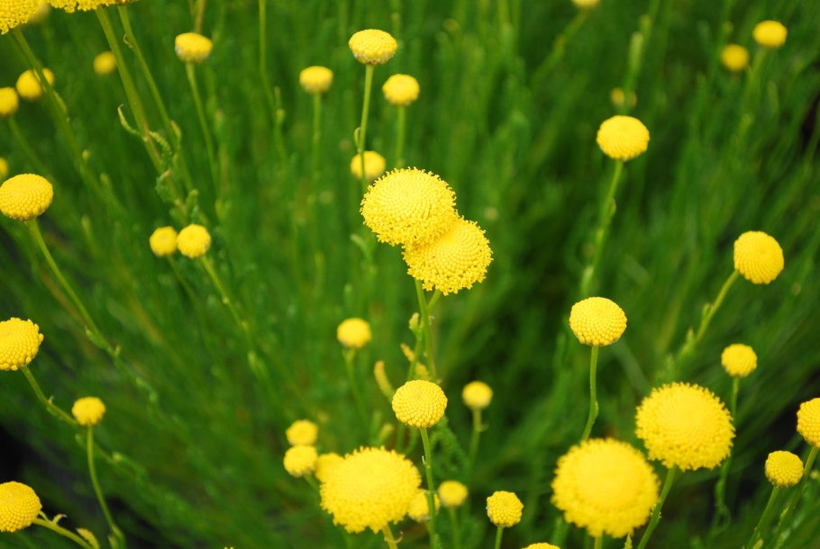 Сантолина перистая