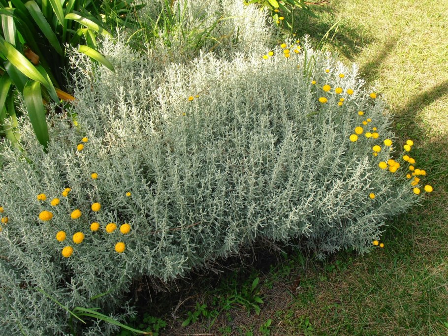 Сантолина сизая