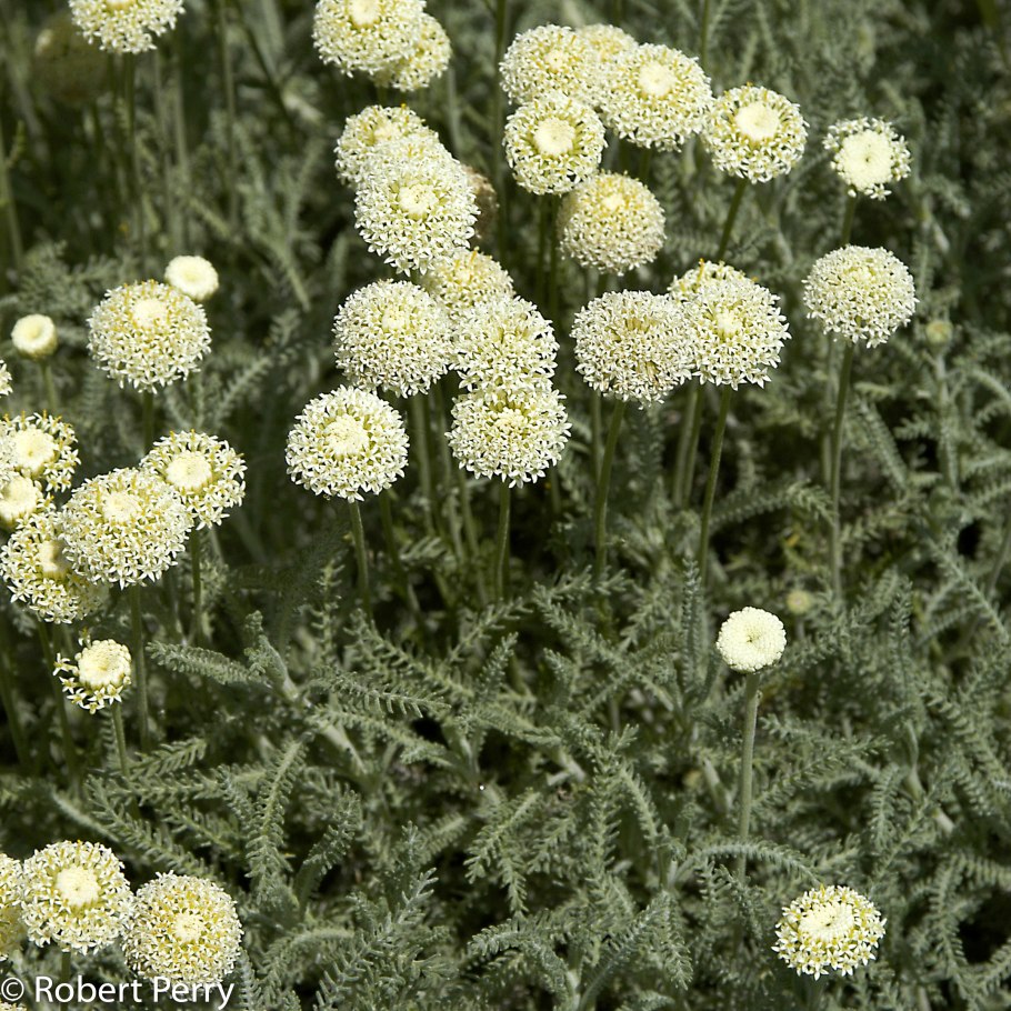 Сантолина кипарисовидная (серебристая) 'Санта'