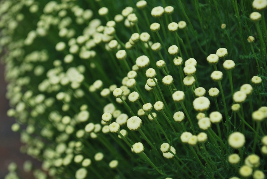 Сантолина зеленая вечнозелёный кустарник