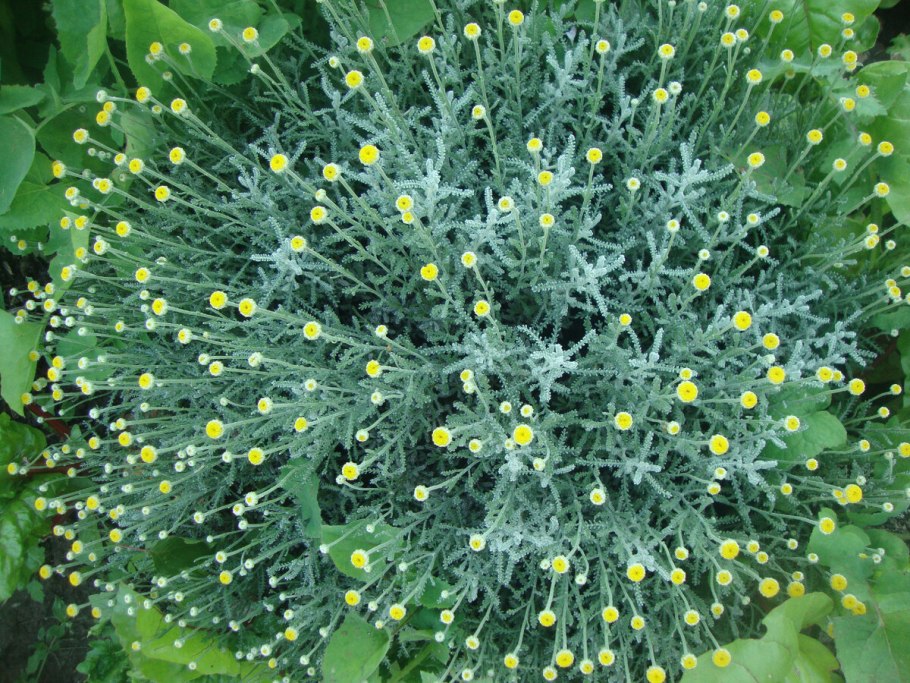 Сантолина кипарисовиковидная