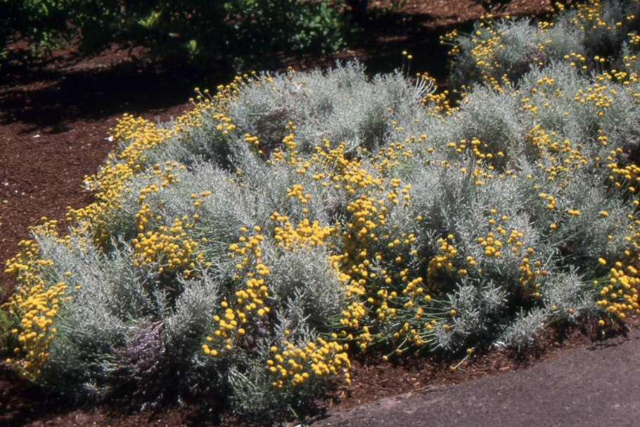 Santolina chamaecyparissus