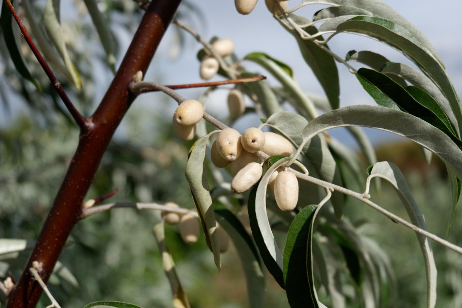 Слим лузитанский "angustifolia"