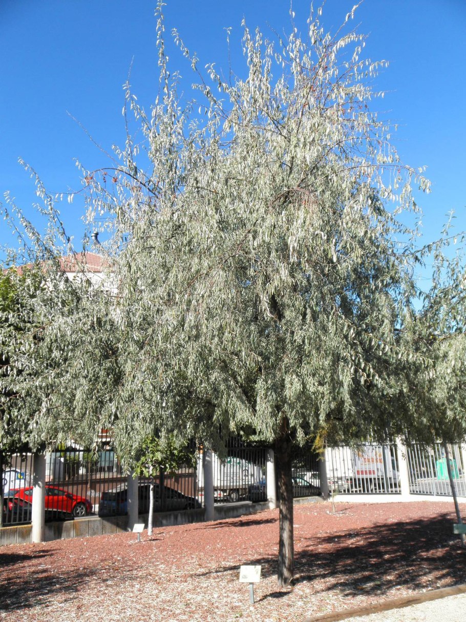 Лох серебристый Джида