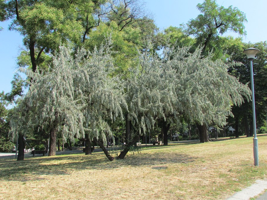 Лох узколистный Ангустифолия