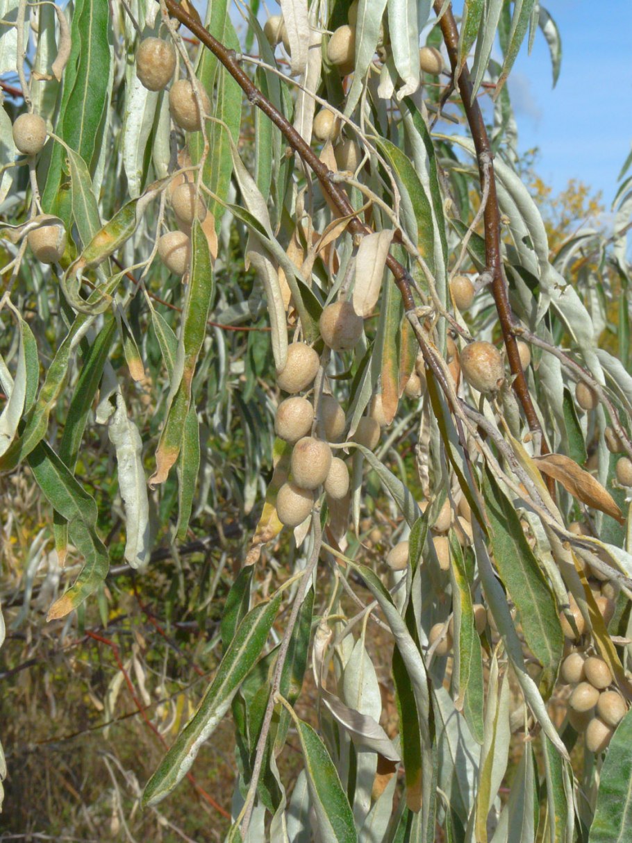 Джида ягоды