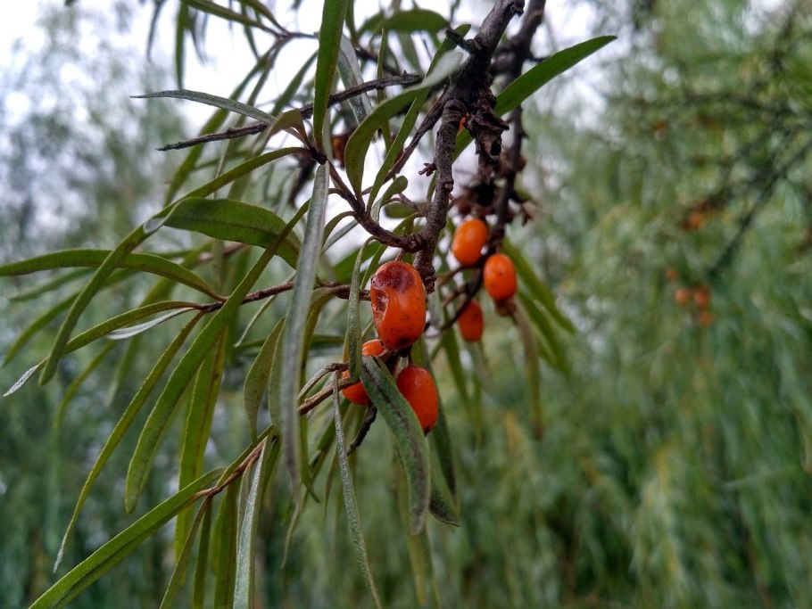 Живое дерево с плодами