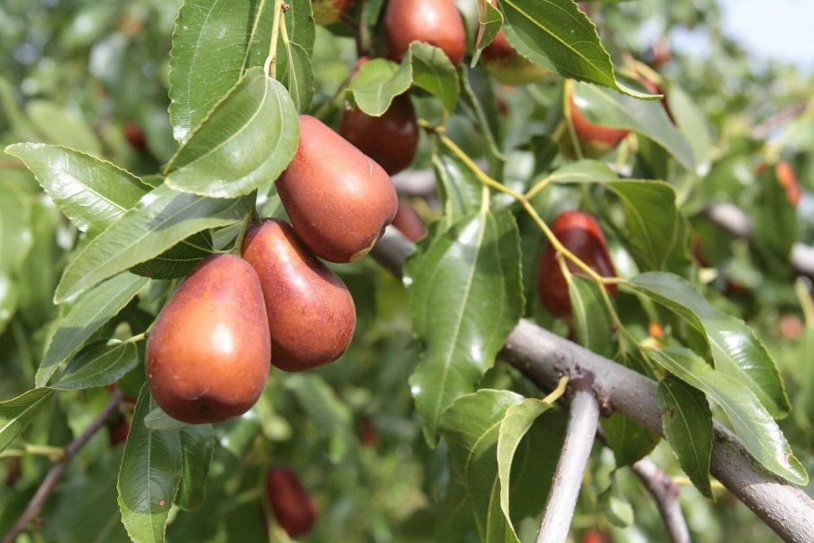 Унаби Джида