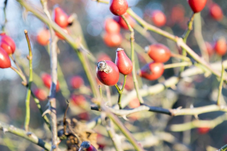 Покажи ягоды фото Джуды