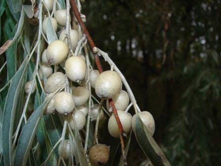 Джигида ягода