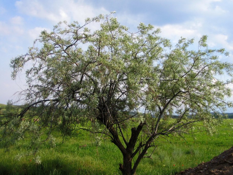 Дерево Джида Киргизия