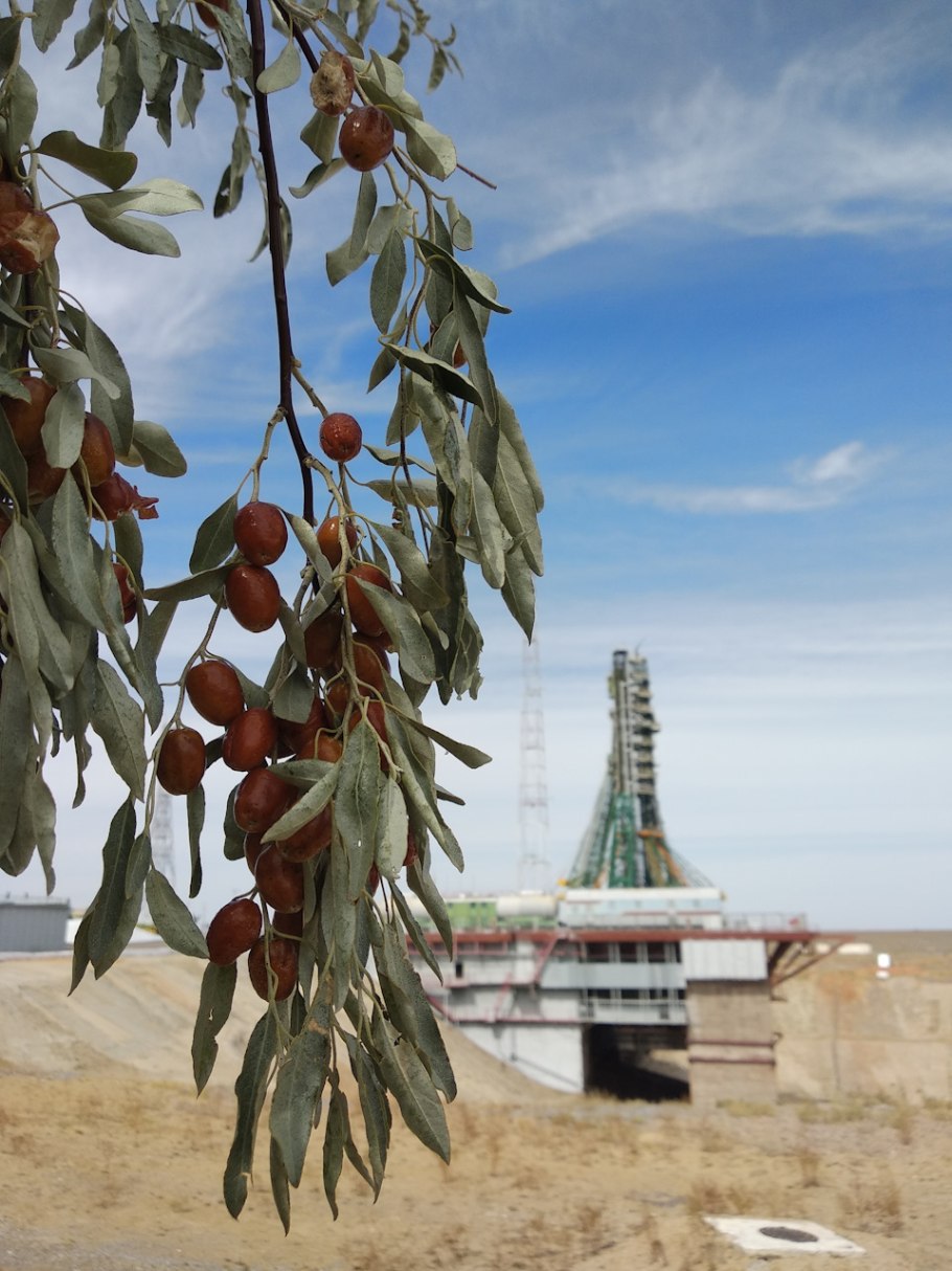 Лох узколистный дерево Джида