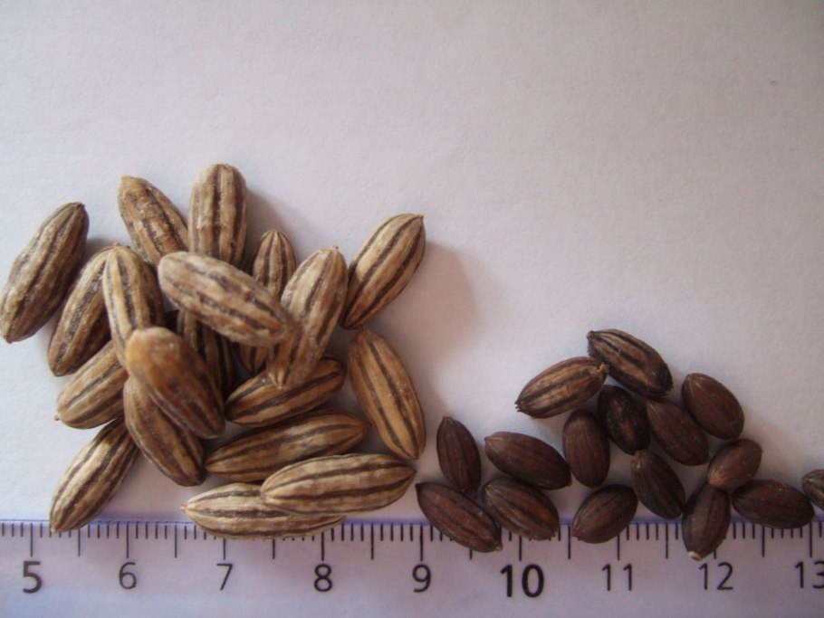 Лох узколистный семечко