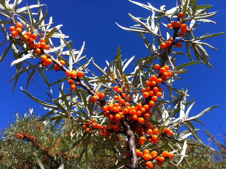 Лох узколистный финик