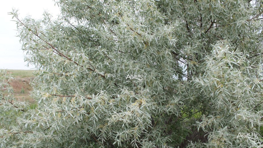 Джигита дерево