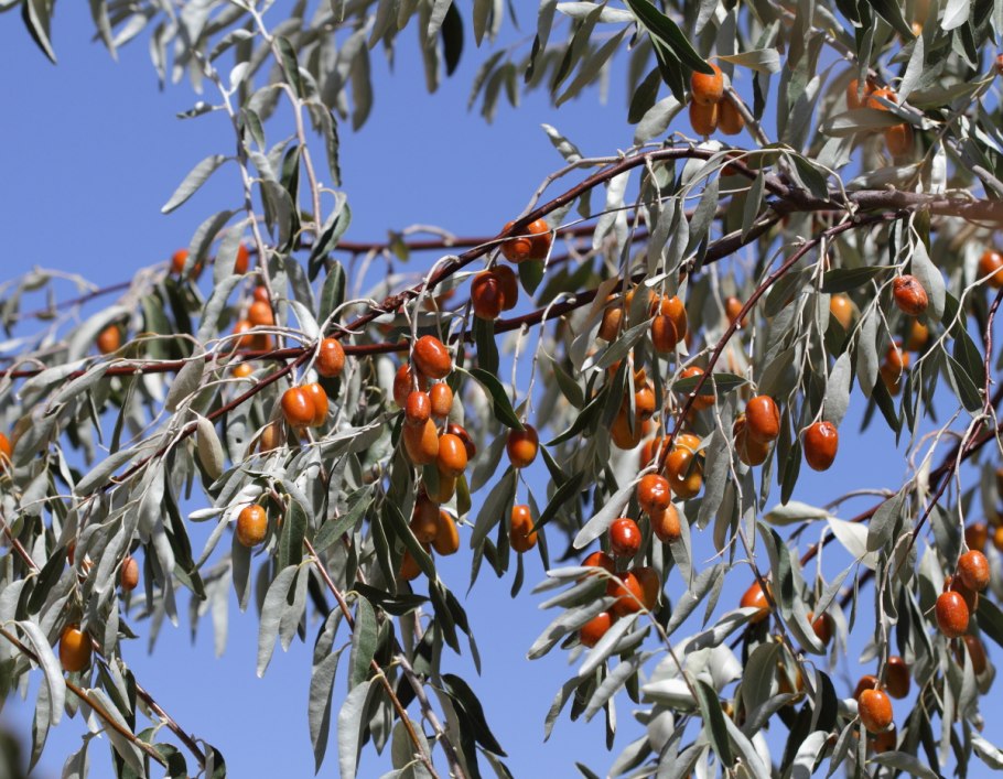 Узбекские финики Джида