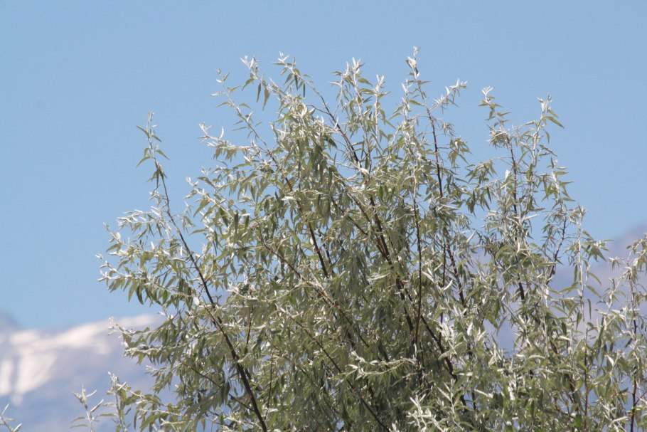 Узколистный; Джида