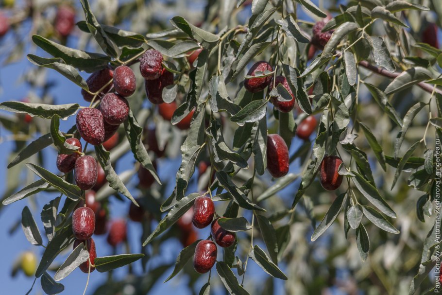 Крымский финик Зизифус