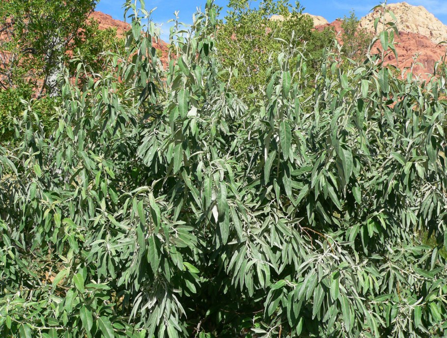 Лох узколистный Джида что это