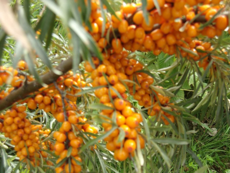 Северная облепиха