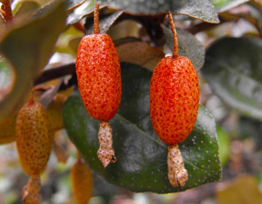 Пшат армянская ягода