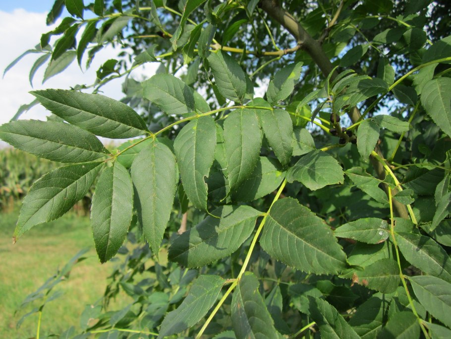 Fraxinus Excelsior дерево