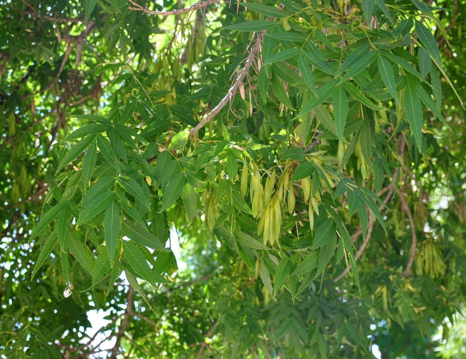 Ясень золотокорый